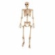 Posable Skeleton Outdoor Halloween Indoor Holiday Decor Prop Skull Scary Large