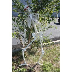 Halloween Skeleton